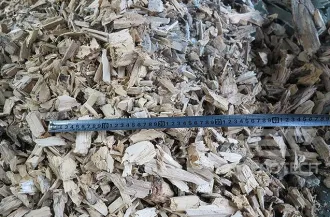 Tree Root