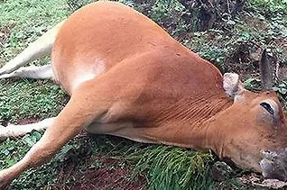 Dead Animal