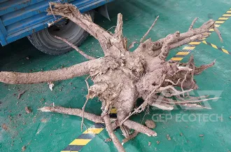 Tree Root