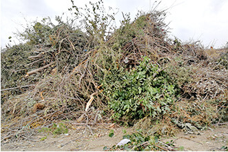 Agricultural and Forestry Waste