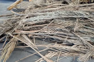 Palm Leaf
