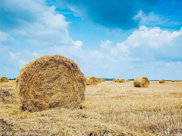 Vigorously develop the biomass cogeneration projects to write a new chapter of green energy