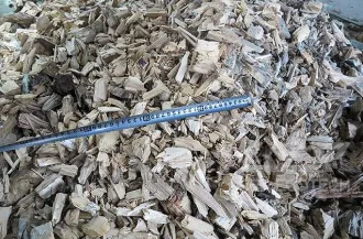 Tree Root