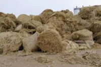 From a Blaze in the Field to a Pinch of Powder in the Furnace: Secrets of Pretreatment for Biomass Co-Firing
