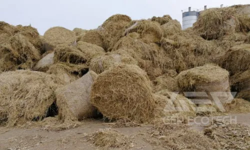 From a Blaze in the Field to a Pinch of Powder in the Furnace: Secrets of Pretreatment for Biomass Co-Firing