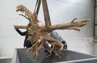 Tree Root